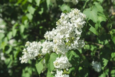 Güzel leylak çiçekleri. Çalılıklarda beyaz leylak çiçekleri, bahar zamanı arka plan.