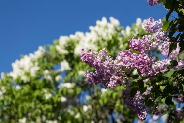 Güzel leylak çiçekleri. Çalılıklarda mor leylak çiçekleri, bahar zamanı arka plan.