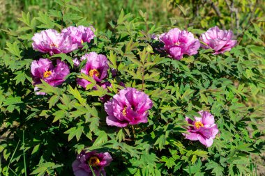 Güzel büyük pembe ağaçlı şakayık çiçeği. Büyük beyaz taç yaprakları, sarı erkek çiçekleri ve güneşli bir günde yeşil yapraklarla çiçek açan şakayık çiçekleri. Bahar çiçekleri açıyor. Çiçekçilik. Çiçek açmış..