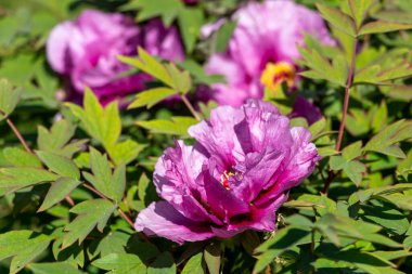 Güzel büyük pembe ağaçlı şakayık çiçeği. Büyük beyaz taç yaprakları, sarı erkek çiçekleri ve güneşli bir günde yeşil yapraklarla çiçek açan şakayık çiçekleri. Bahar çiçekleri açıyor. Çiçekçilik. Çiçek açmış..