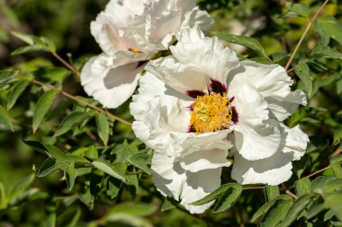 Güzel, büyük, beyaz, şakayık bir çiçek. Büyük beyaz taç yaprakları, sarı erkek çiçekleri ve güneşli bir günde yeşil yapraklarla çiçek açan şakayık çiçekleri. Bahar çiçekleri açıyor. Çiçekçilik. Çiçek açmış..