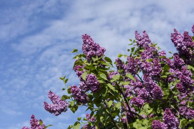 Güzel leylak çiçekleri. Çalılıklarda mor leylak çiçekleri, bahar zamanı arka plan.