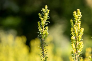 Arkaplanda parlak beyaz bir gökyüzü karşısında parlak yeşil bitkilerle dolu güzel ve geniş bir alan.