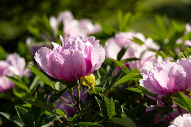 Güzel büyük pembe ağaçlı şakayık çiçeği. Büyük beyaz taç yaprakları, sarı erkek çiçekleri ve güneşli bir günde yeşil yapraklarla çiçek açan şakayık çiçekleri. Bahar çiçekleri açıyor. Çiçekçilik. Çiçek açmış..