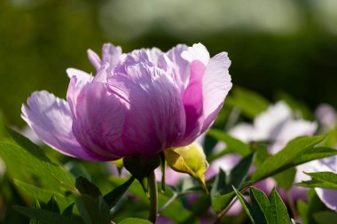 Güzel büyük pembe ağaçlı şakayık çiçeği. Büyük beyaz taç yaprakları, sarı erkek çiçekleri ve güneşli bir günde yeşil yapraklarla çiçek açan şakayık çiçekleri. Bahar çiçekleri açıyor. Çiçekçilik. Çiçek açmış..