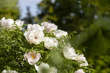Güzel, büyük, beyaz, şakayık bir çiçek. Büyük beyaz taç yaprakları, sarı erkek çiçekleri ve güneşli bir günde yeşil yapraklarla çiçek açan şakayık çiçekleri. Bahar çiçekleri açıyor. Çiçekçilik. Çiçek açmış..