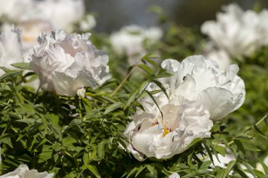 Güzel, büyük, beyaz, şakayık bir çiçek. Büyük beyaz taç yaprakları, sarı erkek çiçekleri ve güneşli bir günde yeşil yapraklarla çiçek açan şakayık çiçekleri. Bahar çiçekleri açıyor. Çiçekçilik. Çiçek açmış..