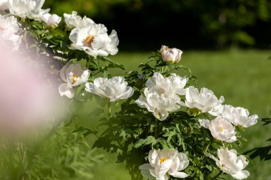 Güzel, büyük, beyaz, şakayık bir çiçek. Büyük beyaz taç yaprakları, sarı erkek çiçekleri ve güneşli bir günde yeşil yapraklarla çiçek açan şakayık çiçekleri. Bahar çiçekleri açıyor. Çiçekçilik. Çiçek açmış..