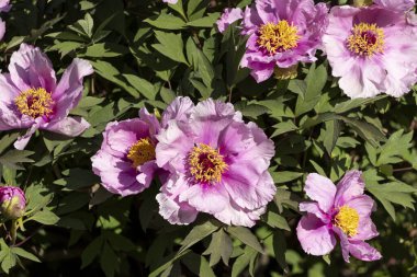 Güzel büyük pembe ağaçlı şakayık çiçeği. Büyük beyaz taç yaprakları, sarı erkek çiçekleri ve güneşli bir günde yeşil yapraklarla çiçek açan şakayık çiçekleri. Bahar çiçekleri açıyor. Çiçekçilik. Çiçek açmış..