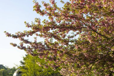 Güzel pembe bahar dalları Kiraz çiçekleri, yakından, Japon Sakura