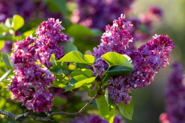 Güzel leylak çiçekleri. Çalılıklarda mor leylak çiçekleri, bahar zamanı arka plan.