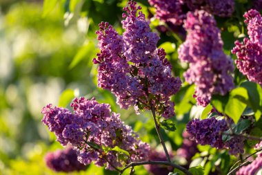 Güzel leylak çiçekleri. Çalılıklarda mor leylak çiçekleri, bahar zamanı arka plan.