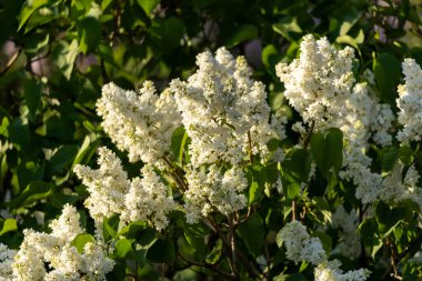 Güzel leylak çiçekleri. Çalılıklarda beyaz leylak çiçekleri, bahar zamanı arka plan.