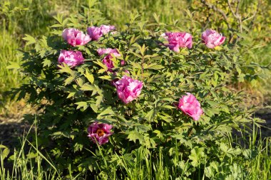 Güzel büyük pembe ağaçlı şakayık çiçeği. Büyük beyaz taç yaprakları, sarı erkek çiçekleri ve güneşli bir günde yeşil yapraklarla çiçek açan şakayık çiçekleri. Bahar çiçekleri açıyor. Çiçekçilik. Çiçek açmış..