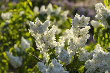 Güzel leylak çiçekleri. Çalılıklarda beyaz leylak çiçekleri, bahar zamanı arka plan.