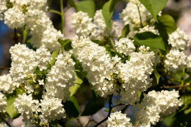 Güzel leylak çiçekleri. Çalılıklarda beyaz leylak çiçekleri, bahar zamanı arka plan.