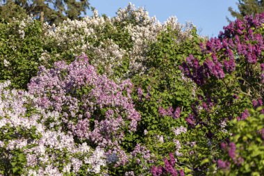Güzel leylak çiçekleri. Çalılıklarda mor leylak çiçekleri, bahar zamanı arka plan.