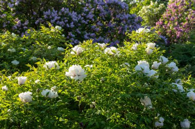 Güzel, büyük, beyaz, şakayık bir çiçek. Büyük beyaz taç yaprakları, sarı erkek çiçekleri ve güneşli bir günde yeşil yapraklarla çiçek açan şakayık çiçekleri. Bahar çiçekleri açıyor. Çiçekçilik. Çiçek açmış..