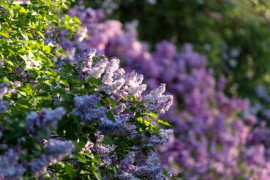 Güzel leylak çiçekleri. Çalılıklarda mor leylak çiçekleri, bahar zamanı arka plan.