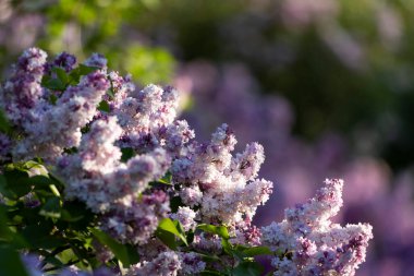 Güzel leylak çiçekleri. Çalılıklarda mor leylak çiçekleri, bahar zamanı arka plan.