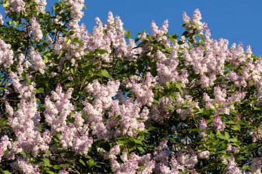 Güzel leylak çiçekleri. Çalılıklarda mor leylak çiçekleri, bahar zamanı arka plan.