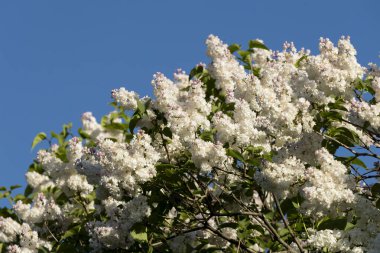 Güzel leylak çiçekleri. Çalılıklarda beyaz leylak çiçekleri, bahar zamanı arka plan.