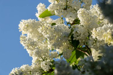 Güzel leylak çiçekleri. Çalılıklarda beyaz leylak çiçekleri, bahar zamanı arka plan.