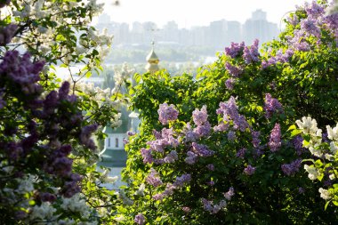 Altın kubbeleri olan güzel bir kilise yumuşak bir leylak gökyüzüne karşı zarif bir şekilde yükselir. Süslü ayrıntıları ışıkta parlar. Huzurla çevrelenmiş, huzur, maneviyat ve sonsuz zarafet yayıyor..