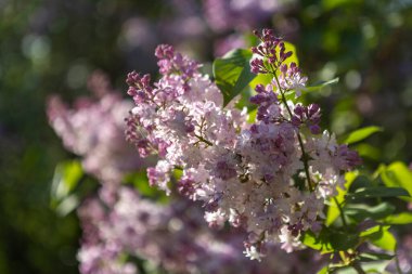 Güzel leylak çiçekleri. Çalılıklarda mor leylak çiçekleri, bahar zamanı arka plan.