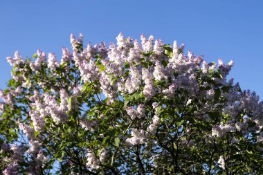 Güzel leylak çiçekleri. Çalılıklarda mor leylak çiçekleri, bahar zamanı arka plan.