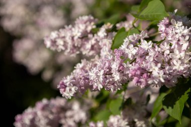Güzel leylak çiçekleri. Çalılıklarda mor leylak çiçekleri, bahar zamanı arka plan.