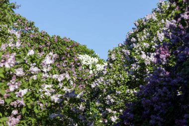 Güzel leylak çiçekleri. Çalılıklarda mor leylak çiçekleri, bahar zamanı arka plan.