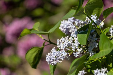 Güzel leylak çiçekleri. Çalılıklarda mor leylak çiçekleri, bahar zamanı arka plan.