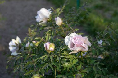 Güzel büyük pembe ağaçlı şakayık çiçeği. Büyük beyaz taç yaprakları, sarı erkek çiçekleri ve güneşli bir günde yeşil yapraklarla çiçek açan şakayık çiçekleri. Bahar çiçekleri açıyor. Çiçekçilik. Çiçek açmış..