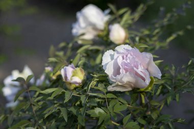 Güzel büyük pembe ağaçlı şakayık çiçeği. Büyük beyaz taç yaprakları, sarı erkek çiçekleri ve güneşli bir günde yeşil yapraklarla çiçek açan şakayık çiçekleri. Bahar çiçekleri açıyor. Çiçekçilik. Çiçek açmış..