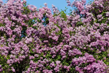 Güzel leylak çiçekleri. Çalılıklarda mor leylak çiçekleri, bahar zamanı arka plan.