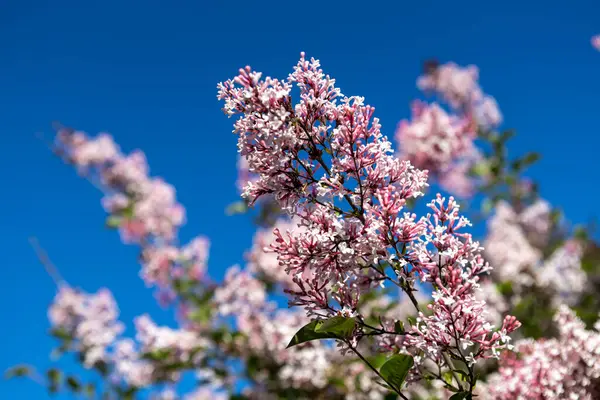 Güzel leylak çiçekleri. Çalılıklarda pembe leylak çiçekleri, bahar zamanı arka plan.