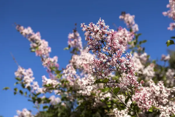 Güzel leylak çiçekleri. Çalılıklarda pembe leylak çiçekleri, bahar zamanı arka plan.