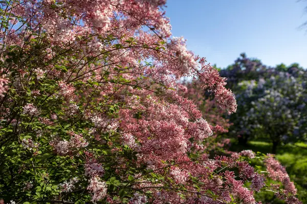 Güzel leylak çiçekleri. Çalılıklarda pembe leylak çiçekleri, bahar zamanı arka plan.