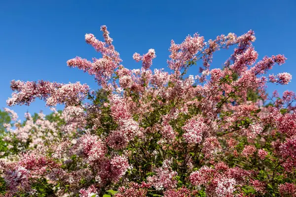Güzel leylak çiçekleri. Çalılıklarda pembe leylak çiçekleri, bahar zamanı arka plan.