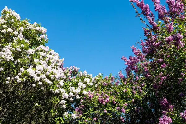 Güzel leylak çiçekleri. Çalılıklarda mor leylak çiçekleri, bahar zamanı arka plan.