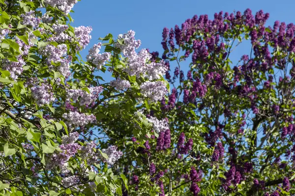 Güzel leylak çiçekleri. Çalılıklarda mor leylak çiçekleri, bahar zamanı arka plan.