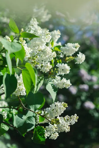 Güzel leylak çiçekleri. Çalılıklarda beyaz leylak çiçekleri, bahar zamanı arka plan.