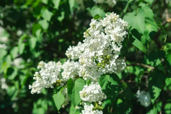 Güzel leylak çiçekleri. Çalılıklarda beyaz leylak çiçekleri, bahar zamanı arka plan.