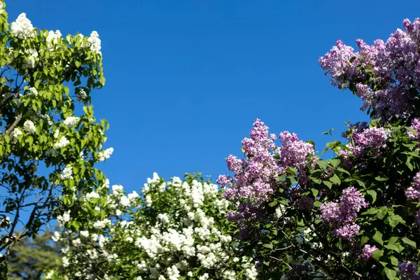 Güzel leylak çiçekleri. Çalılıklarda mor leylak çiçekleri, bahar zamanı arka plan.