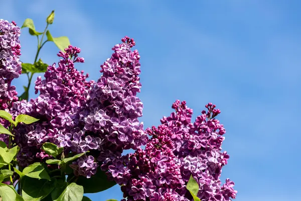 Güzel leylak çiçekleri. Çalılıklarda mor leylak çiçekleri, bahar zamanı arka plan.
