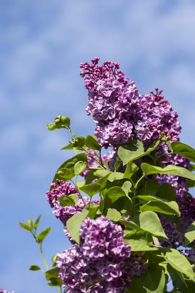 Güzel leylak çiçekleri. Çalılıklarda mor leylak çiçekleri, bahar zamanı arka plan.