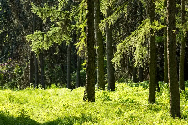Parlak güneş, dingin ormandaki yemyeşil ağaçların arasından güzel bir şekilde parlıyor. Resimli ve sakin bir atmosfer yaratıyor.