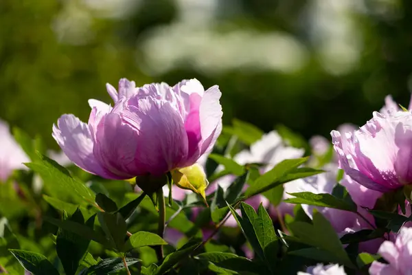 Güzel büyük pembe ağaçlı şakayık çiçeği. Büyük beyaz taç yaprakları, sarı erkek çiçekleri ve güneşli bir günde yeşil yapraklarla çiçek açan şakayık çiçekleri. Bahar çiçekleri açıyor. Çiçekçilik. Çiçek açmış..