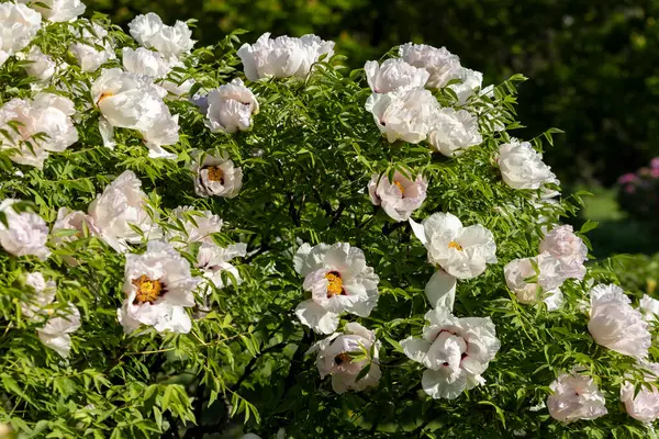 Güzel, büyük, beyaz, şakayık bir çiçek. Büyük beyaz taç yaprakları, sarı erkek çiçekleri ve güneşli bir günde yeşil yapraklarla çiçek açan şakayık çiçekleri. Bahar çiçekleri açıyor. Çiçekçilik. Çiçek açmış..